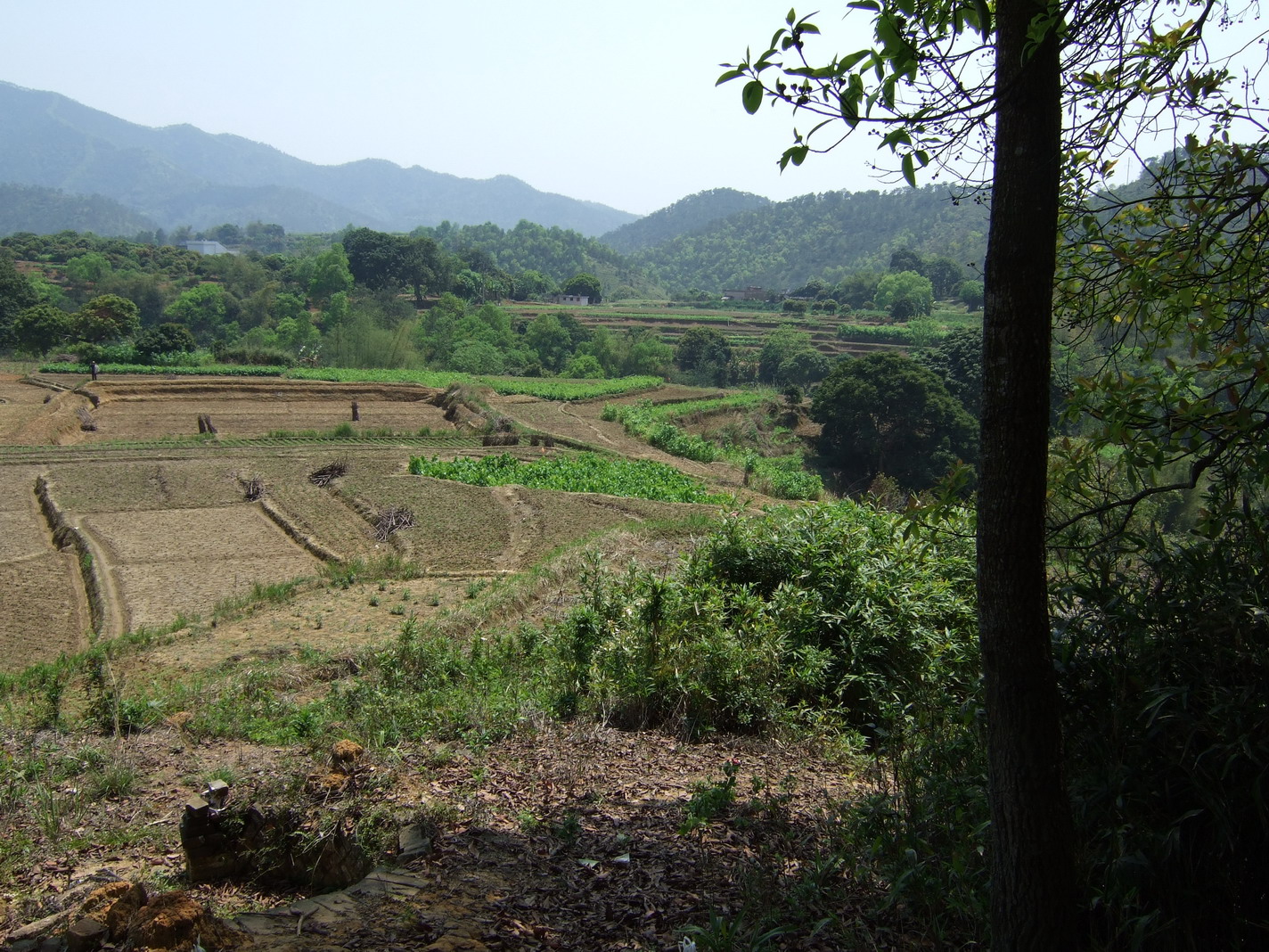 ming tong.2.jpg